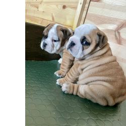 Bulldog Ingl�s beb�s 