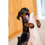 pinscher