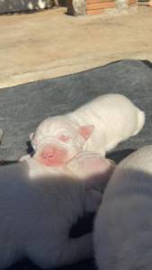 dogo argentino