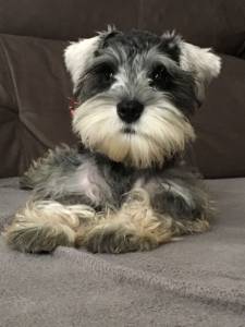 schnauzer