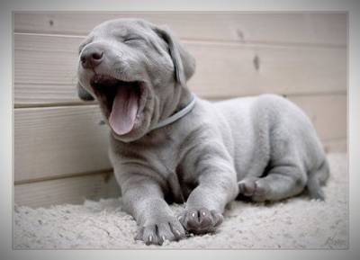 weimaraner