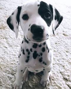 dalmata