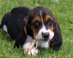 basset hound