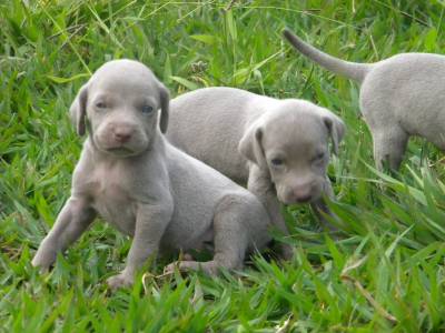 weimaraner lindos filhotes