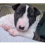 Bull Terrier - nica Rede Com Estrutura Voc E Seu Filhote