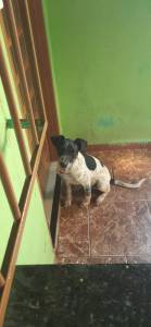 Doa-se Vira Lata