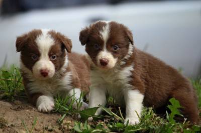 Border Collie Adoraveis Filhotes