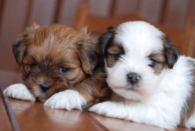 Lhasa Apso Lindos Filhotes Disponiveis