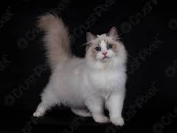 ragdoll