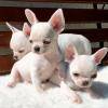 Chihuahua Super Miniatura Com LOP E AFIXO