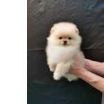 Spitz  Alemo Ano ou Lulu da Pomernia   com LOP e AFIXO