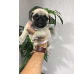 Pug Filhotes, Excelncia Em Atendimento Veterinrio