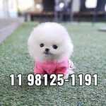 ::::::bonequinhos  ### Spitz Alemo
