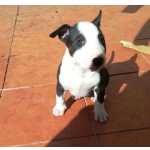 Bull Terrier , Pronta Entrega, Todos Vacinados E 6 Meses De Servios Veterinrio !!!