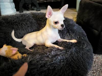 Chihuahua Miniatura