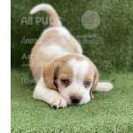 Beagle Filhotes Tricolor E Bicolor