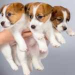Cachorros Jack Russel Terrier