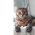 Maine coon femea comLOP