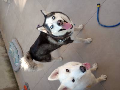 Husky Siberiano