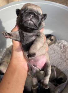 Filhotes de Pug - Pedigree CBKC