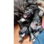 SCHNAUZER MINIATURA PRETO E PRATA