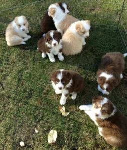 LINDOS FILHOTES DE BORDER COLLIE DISPONVEL