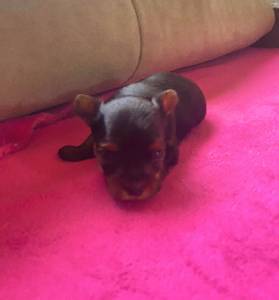 Yorkshire terrier macho micro
