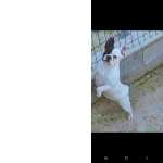 Bulldog Francs Extica