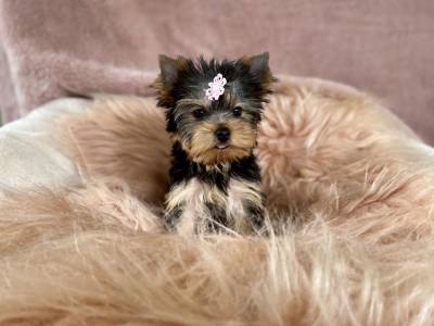 Filhote fêmea yorkshire terrier