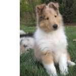 Rough Collie