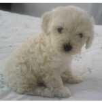 Poodle