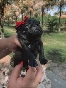 Pug Abricot
