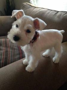 Schnauzer
