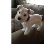 Schnauzer