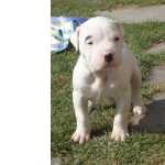 Dogo Argentino