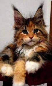 Maine Coon