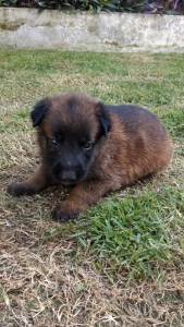 FILHOTES DE PASTOR BELGA MALINOIS com pedigree vacinados e vermifugados