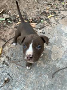 American Pitbull Terrier