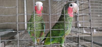 casal papagaio cubano amazona leucocephala bebe disponível para entrega imediata possibilidade 
