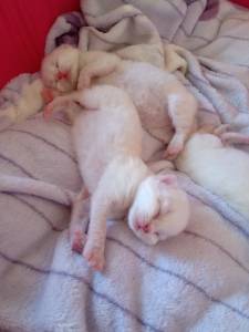 Filhotes de gato persa himalaio