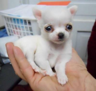 Chihuahua Macho Pequeno