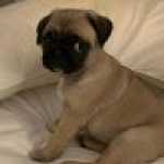 PUG
