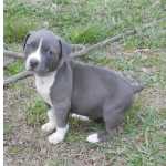 AMERICAN STAFFORDSHIRE TERRIER