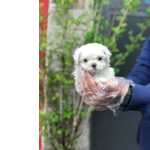 Maltes Pets Fofos
