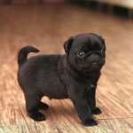 Pug Bebes Perfeitos