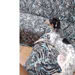 Cachorrinha a procura de um lar