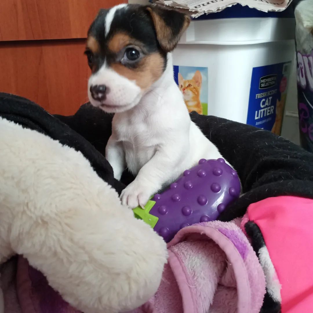 Vendo qualidade Jack Russell Terrier