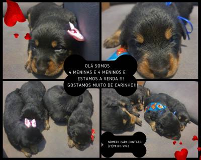 Filhotes Rottweiler saudávels