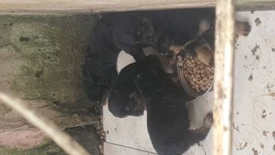 Filhotes Rottweiler saudávels