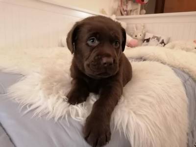 Labrador Retreaver Chocolate